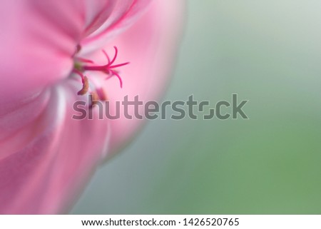 The stamens and pistil of a pink geranium flower close-up on a green background with copy space. Blooming decorative pale purple geranium. Wallpaper of a delicate flower of peach-pink color in macro.