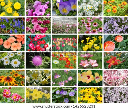 Variety of flowers garden collection background