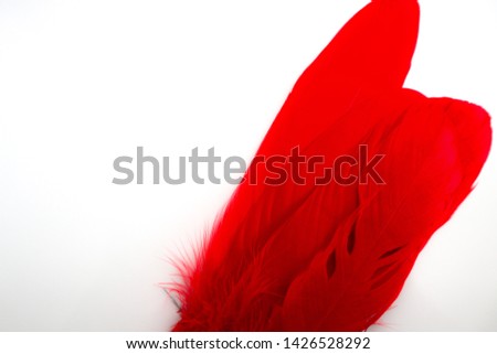 Beautiful abstract texture color red feathers on white isolated background and pattern wallpaper
