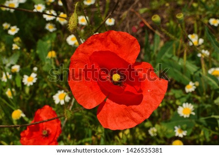 red poppy flower in the meadow