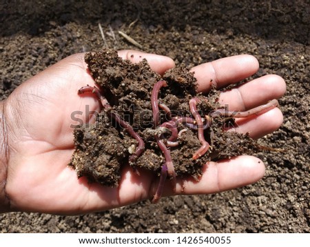 Earth warms for Vermicompost decomposing  organic fertilizer  Royalty-Free Stock Photo #1426540055