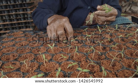 Two hands of old people are planting seedlings.
