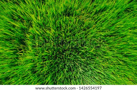 Top view of rice of green grass which can use as background 
