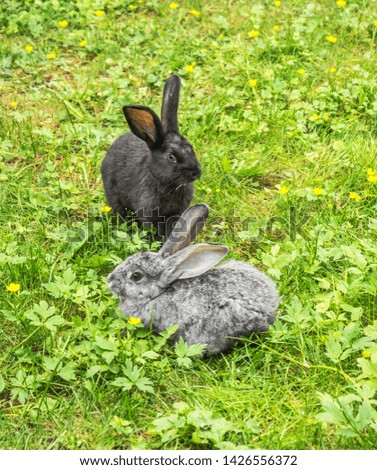 Black and gray rabbits sit on 
 green lawn

