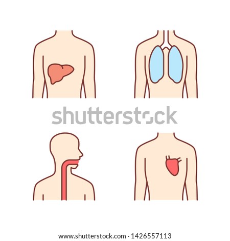 Healthy human organs color icons set. Liver and lungs in good health. Functioning heart. Wholesome throat. Internal body parts in good shape. Isolated vector illustrations