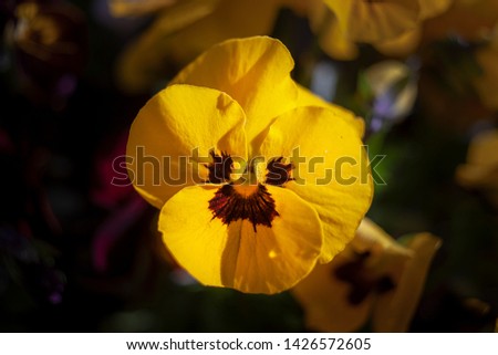 cloeseup view of a bloming pansy