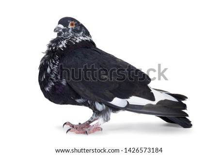 Adult pigeon, standing side ways with head tilted above camera. Looking with orange eyes. Isolated on white background.