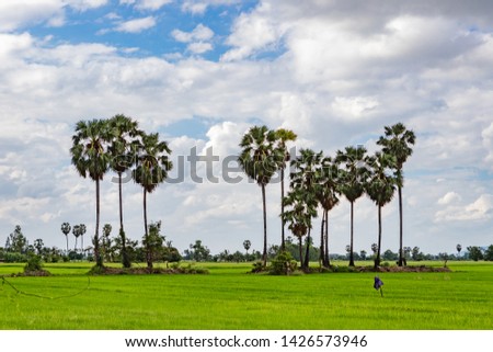 The palm trees are lined in green fields with blue skies 