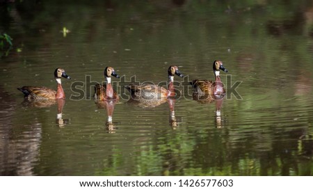 Four White faced Whistling-Duck swimming in water with reflection in Kruger National park, South Africa ; Specie Dendrocygna viduata family of Anatidae