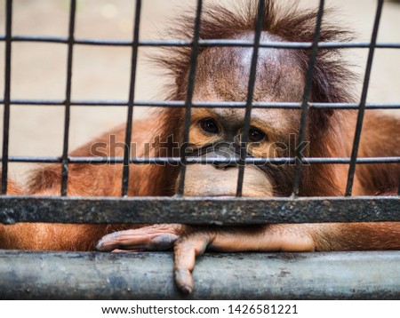 Sadly orangutan in steel cage, imprisoned emotional scene of primate animal