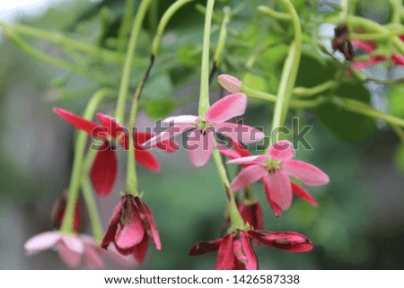 Beautiful Flower Itly Poo Stock