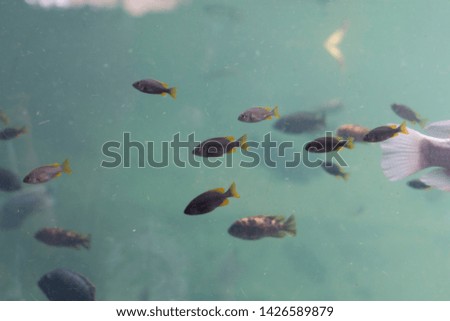 Tropical fish in the aquarium