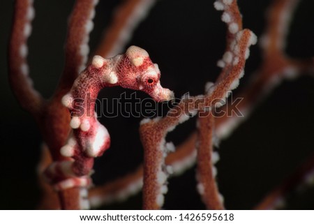 Denise's pygmy seahorse (Hippocampus denise). Underwater macro photography from Romblon, Philippines