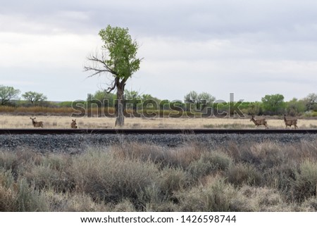 Small herd of deer crossing a railroad track in the North central New Mexico grasslands
