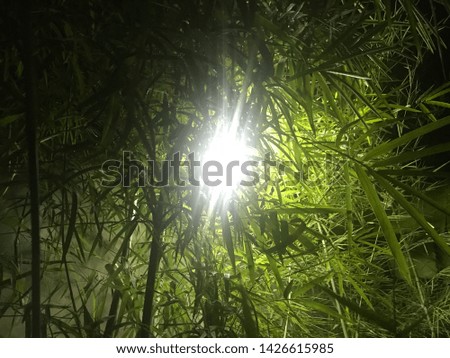 The light of an electric bulb being blocked by the leaves and trunk of bamboo tree. Photographed at night with a low light - Image.