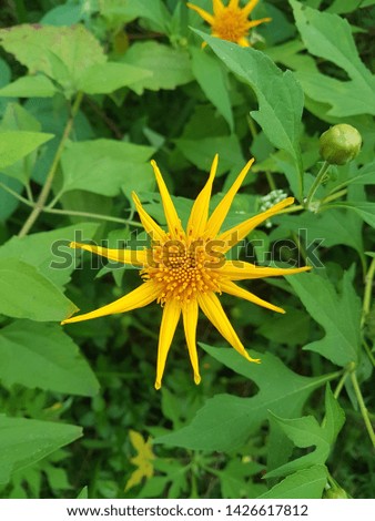 A picture of sawtooth sunflower
