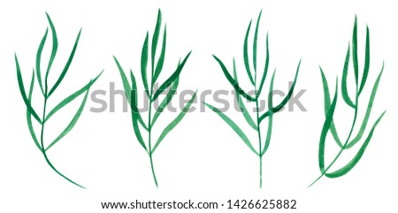Set ofbranches with green leaves, herb or seaweed, hand drawn watercolor illustration isolated on white