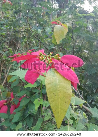 A picture of poinsettia flower