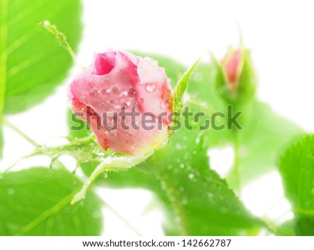 Pink rose with dew drops isolated on a white background. Shallow depth-of-field.