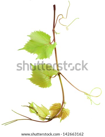 Grape leaves isolated on white, frame element
