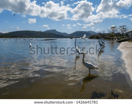 White and elegant herons live in the lagoons and beaches of the region, flying and resting in Niterói, Rio de Janeiro, Brazil