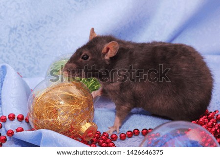 Black Rat among Christmas toys on blue background . Happy New year 2020. Chinese horoscope. year of rat.