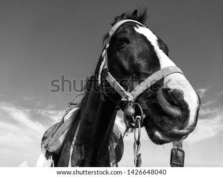 Black and white horse closeup look