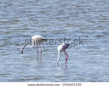 Flock of flamingos wading in shallow water, looking for food. Birds are wading in Larnaca Salt lake, located next to the Hala Sultan Tekke Mosque. Birds have slightly pink color. Snooping on wildlife