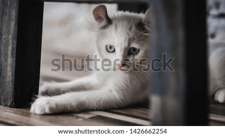 Blue eyed Cat. Cute kitten ,Pet