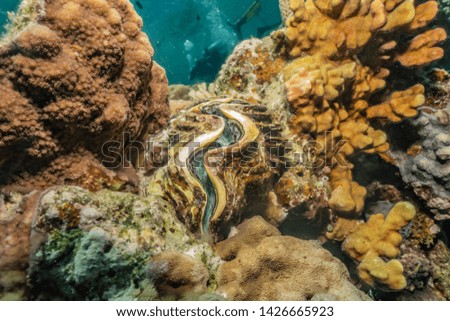 Giant Clam in the Red Sea Colorful and beautiful, Eilat Israel
