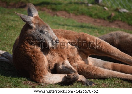 Kangaroo laying in the sun