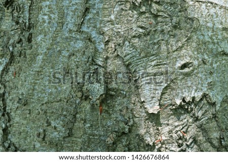 Close up view on beautifully detailed tree bark of oaks and other trees
