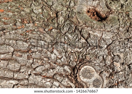 Close up view on beautifully detailed tree bark of oaks and other trees