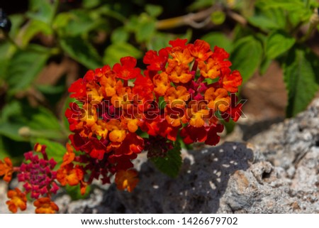 Lantana Camara.  It is a species of plant native to Central America and South America and has been introduced in other parts of the world as an ornamental plant.