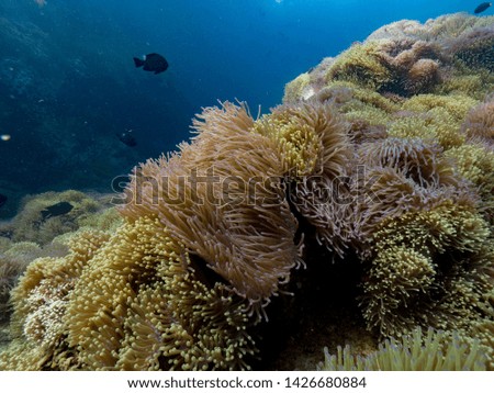 family of Clownfish, tropical coral reef