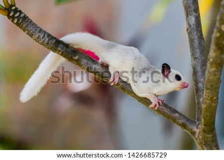 Sugar gliders on twigs in the park
