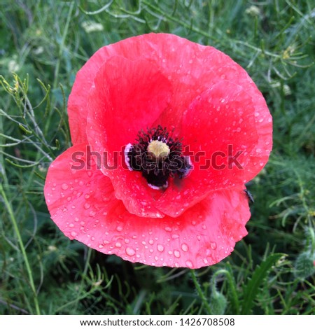 Macro photo nature red poppy flower. Background of blooming poppy flowers with open buds on the field. Poppy grows in the ground.