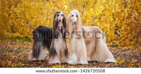 Two dogs, beautiful Afghan greyhounds, full-length portrait, against the background of the autumn forest, are looking at the camera. Royalty-Free Stock Photo #1426720508