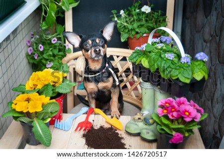 Dog plants flowers, a pet surrounded by flowers and garden tools, an image of a gardener, florist. The concept of spring planting