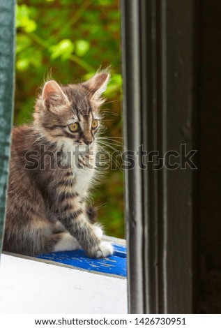 little grey kitty sitting at the window