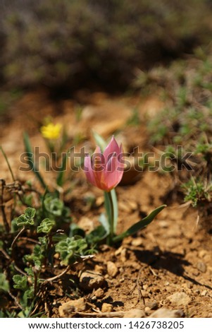 single orange tulip in the world