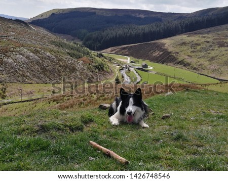 Buddy's Border Collie love for nature and the camera