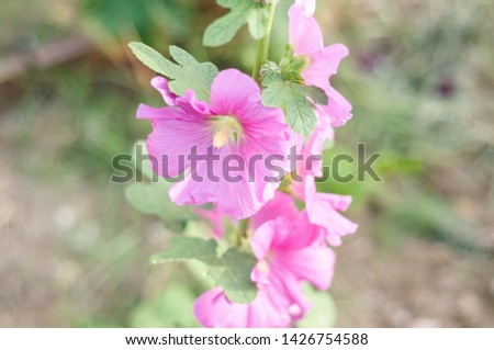 Diversity of blossoming wild flower in a public park with soft focus background and abstract qualities with vivid colors located in Marmara region of the country Turkey