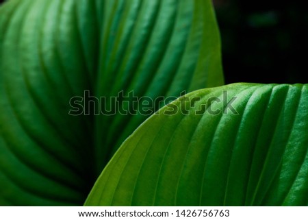 Nature desktop background. Green leaf in garden. Bright colors oval plant shapes. Beauty of nature. Fresh summer spring colors. Macro close-up line vertical texture. 