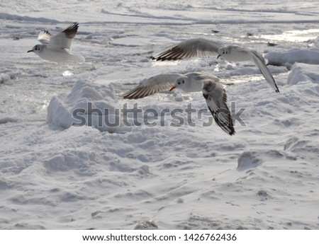 Gulls flying over the frozen, icy and snowy coast of the Black Sea in winter.
