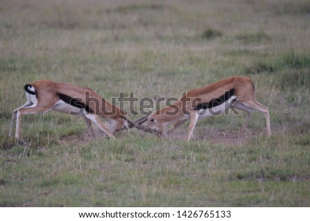 Grant Gazelles rutting in Amboseli National Park, Kenya 