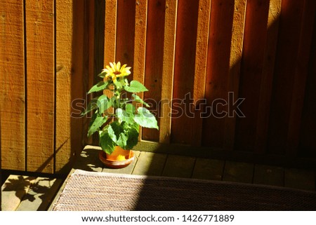 Sunflower in a pot against a wooden wall