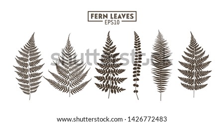 Set of fern leaves isolated on white background. Vector EPS10 Royalty-Free Stock Photo #1426772483