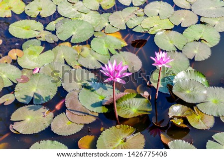 water lily in pond, beautiful photo digital picture