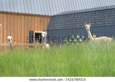Trio of Curious Alpacas in Tall Grass